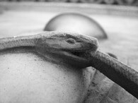had požírající vlastní ocas