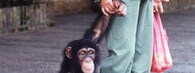 šimpanzí mládě a žena