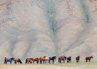 závodní koně v Mongolsku