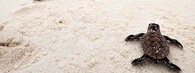 mládě mořské želvy