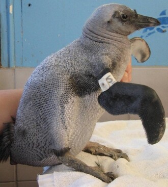 Ornitologové varují, že porucha se může šířit i mezi další druhy tučňáků.