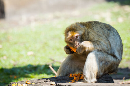 Podle Mezinárodního svazu ochrany přírody (IUCN) je makak magot nyní ohrožen vyhynutím. Příčinou je kácení lesů, které omezuje jeho přirozené prostředí, pytláctví (magoti jsou nelegálně vyváženi do Evropy) a nevědomost turistů, kteří krmí tyto opičky na úkor jejich zdraví.