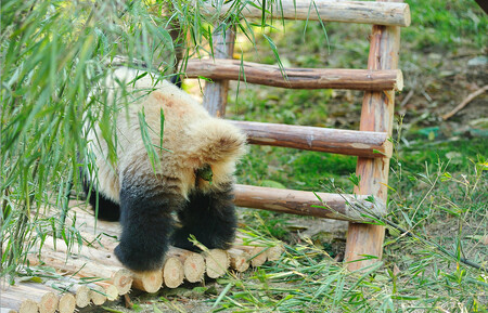 Pandí výkaly jsou bohaté na bambus.