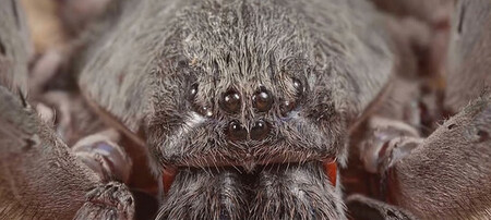 Poprvé byl nový pavouk objeven v roce 2013 při expedici v horách u poloostrovního města La Paz v mexickém státě Baja California Sur.