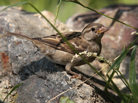 Vrabec
domácí pouze v těsné blízkosti lidských sídel a jeho hnízdní prostředí
je prakticky kdekoli. Na snímku samička vrabce domácího.