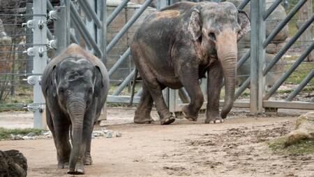 Slonice Donna musí pražskou skupinu slonů opustit pro bezpečnost zvířat i chovatelů. Sita pochopitelně potřebuje být s matkou a protože je nelze držet trvale oddělené od ostatních slonic, musí odejít také.