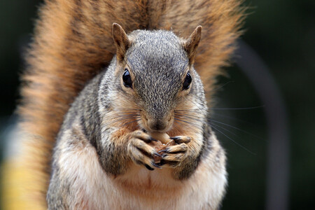 Jedna taková veverka totiž dokáže před zimou přemístit tři až deset tisíc ořechů, často na značné vzdálenosti