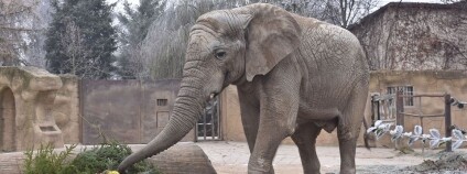 foto: Samec slona afrického Kito / ZOO Dvůr Králové / Facebook