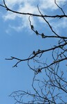 Vlaštovky na stromě