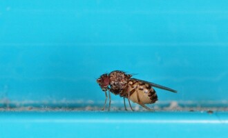 Drosophila repleta při bočním pohledu, kde vyniká tmavá kresba celé hrudi i horní části zadečku. Tato samice je naplněná potravou a vajíčky, která bude zanedlouho klást na vhodný substrát.