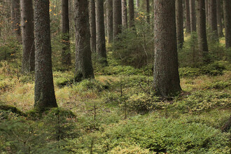 Seidlův les – Asi by nikdo nevěřil, že polovině smrků na snímku je mezi 180 a 260 lety.