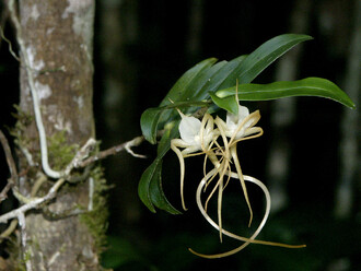 K vidění bude i rarita v podobě madagaskarského rodu orchidejí Angraecum