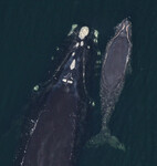 velryba černá s mládětem