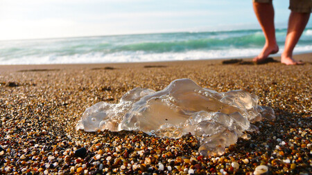 Masy mrtvých vyplavených medúz dokáží zastavit turistickou sezónu na Floridě. Evropě se tento fenomén zatím víceméně vyhýbal, ale časy se mění.