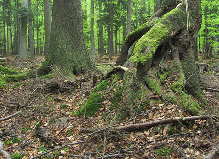 Sonneck – Vedle Milešického pralesa je součástí hospodářského lesa ještě jeden "prales".