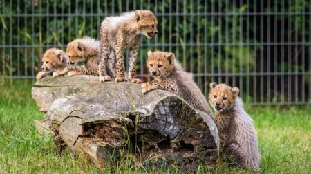 Gepardí paterčata (na obrázku) se v ZOo Praha narodila 15. května. Přírůstku těchto šelem se zahrada dočkala po 2,5 letech. Paterčata dostala jména Sid, Solo, Sam, Jenny a Jessi. Jsou to tři samečci a dvě samičky.