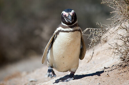 Ačkoli tučňák magellanský, který zde obvykle hnízdí do dubna, nepatří k obecně ohroženým druhům, jeho populace se kvůli klimatickým změnám zmenšuje.
