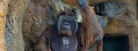 Orangutan Ňuňák