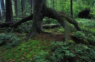 Boubínský prales na Šumavě