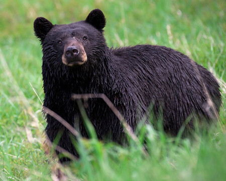 Medvěd černý z Yellowstonského národního parku.