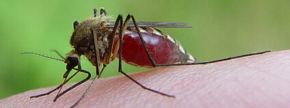Komár Aedes aegypti Foto: Matti Parkkonen / Wikipedia