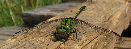 Sameček vážky klínatky rohaté Foto: Varel / Wikimedia Commons