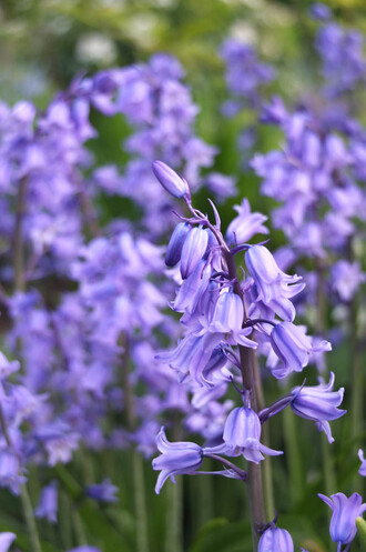 Květ hyacintovce britského