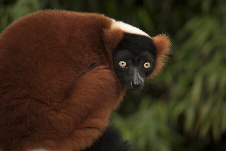 Vari červení, kterým se dříve říkalo lemur vari, jsou všichni tři samci. Dvacetiletý samec Archie s dvouletým synem Richiem dorazili do Hodonína z jihlavské zoo. Čtrnáctiletý Ruda je ze Zoo Ostrava.