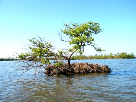 Suchozemská vegetace musí v mokřadech Everglades bojovat o přežití.