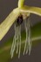 Bulbophyllum nocturnum - jediná, v roce 2011 objevená, orchidej kvetoucí v noci