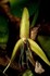 Bulbophyllum nocturnum - jediná, v roce 2011 objevená, orchidej kvetoucí v noci