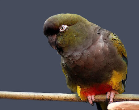 Kolonie papoušků patagonských nabízejí poměrně „výhodné“ možnosti studia migrujících populací.