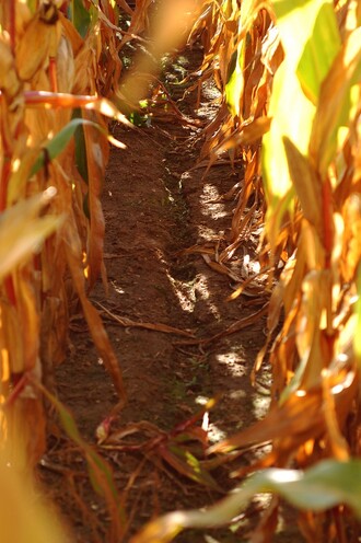 Tady je - erozní rýžka v kukuřičném poli.