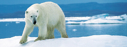 Lední medvěd Foto: Ansgar Walk / Wikimedia Commons