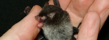 Murina beelzebub - nový druh netopýra