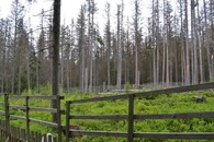 Stromy na okraji holin, které vznikly z důvodu asanace kůrovcových stromů jsou vystaveny extrémním výkyvům počasí