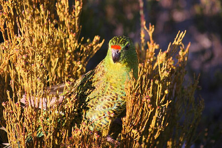 Australský zemní papoušek (Pezoporus flaviventris)