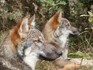 Vlci se do Beskyd vracejí jen velmi pomalu (ilustrační foto).