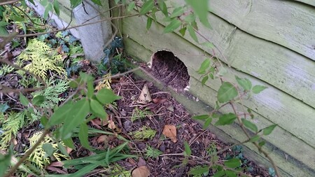 Pro blaho ježků ve městě stačí málo. Třeba jen díra v plotě.