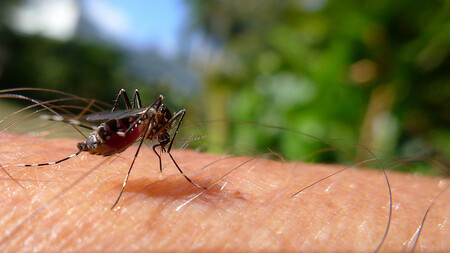 Komár tygrovaný (na snímku) je jedním z přenašečů viru zika. Druhým je komár egyptský. Platí ovšem, že ne každý komár je virem infikovaný. V tropech je navíc celá řada druhů komárů, které vir zika nepřenášejí.