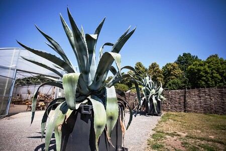 Pražská botanická zahrada chce v příštích třech letech investovat víc než půl miliardy korun.  Na ilustračním snímku agave v pražské botanické zahradě.