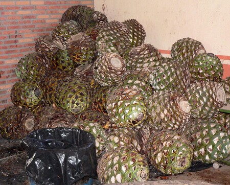 Osekaná jádra agáve připravená na výrobu tequily v Mexiku