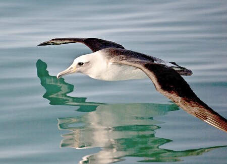 Albatros laysanský je druhým nejběžnějším ptákem Havajského souostroví, jeho populace se odhaduje na 2,5 milionu jedinců. Ilustrační snímek.