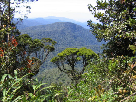Převážná část ohrožení rostlin se děje v tropických deštných pralesích.