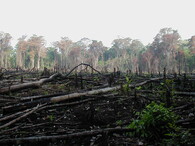 Vypalování lesů