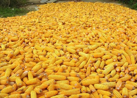 K čemu je vlastně fantastická produktivita pěstování kukuřice (v USA v roce 2010 26,5% obhospodařované výměry orné půdy, neboli 88 milionů akrů; tj. nejčastěji pěstovaná plodina spolu se sójou) nakonec dobrá, když na talíři končí pouze necelá 2% takto vyprodukovaných potravin – zbytek je zkrmen hospodářskými zvířaty, často takovými, která zrniny vlastně vůbec konzumovat nemusejí jako třeba skot, nebo využit v chemické průmyslové výrobě, či přeměněn na problematický bioetanol? Ilustrační foto