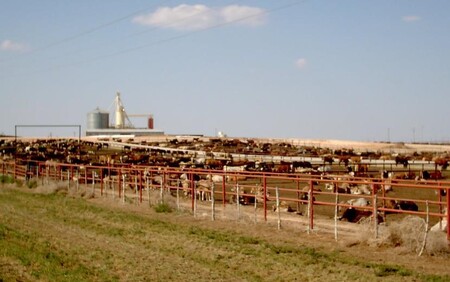 Celý mlékárenský průmysl má na svědomí jen 2 % z celkové produkce emisí v USA. Na obrázku velkochov krav Texas Panhandle