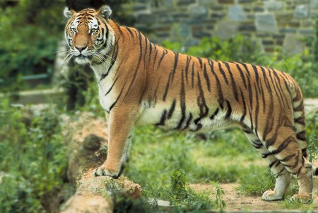 Vědci na snímcích nakonec odhalili i největšího zástupce kočkovitých šelem, tygra