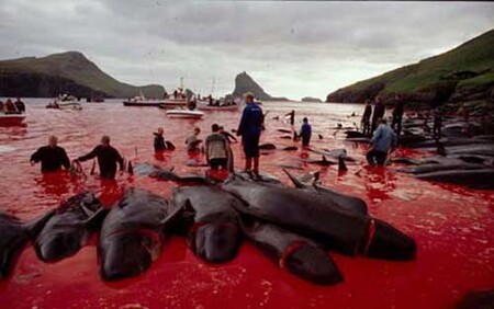Faerské úřady umožňují domorodcům v letním období nekomerční lov několika stovek velryb, především kulohlavců černých.