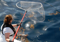 Odchytávání želv v Mexickém zálivu